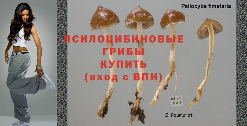 Псилоцибиновые грибы Psilocybe  наркотики  Москва 